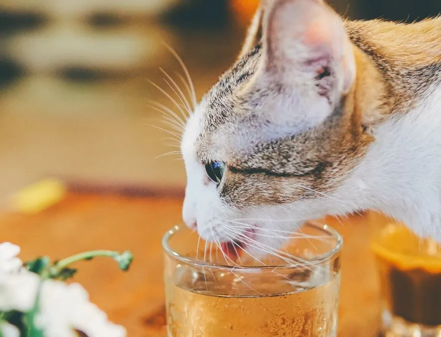 Quel est la place des chats dans le monde de la bière ?
