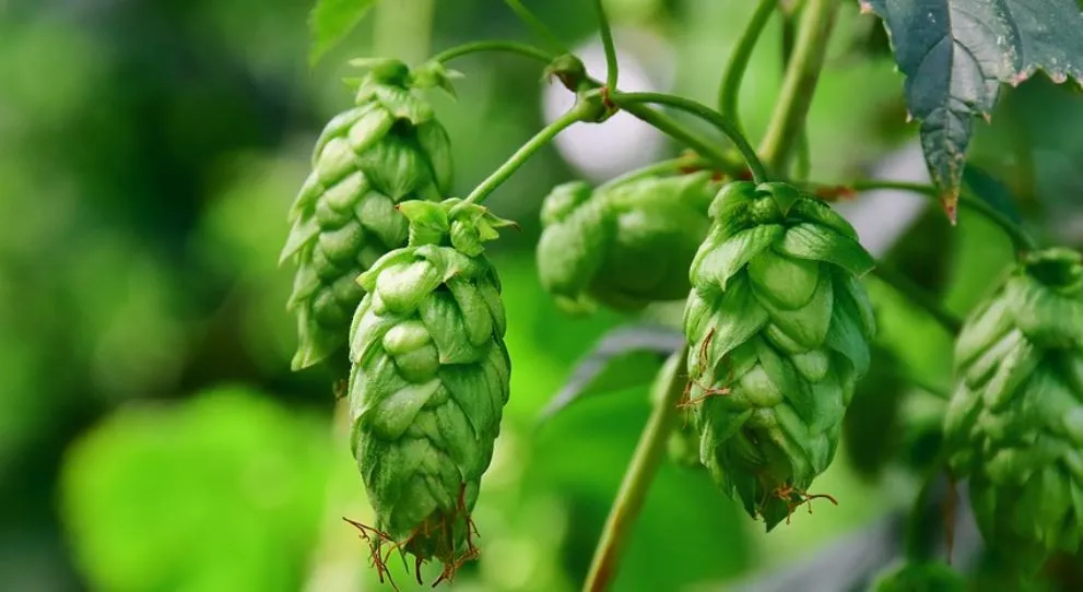 Les différentes formes de houblon