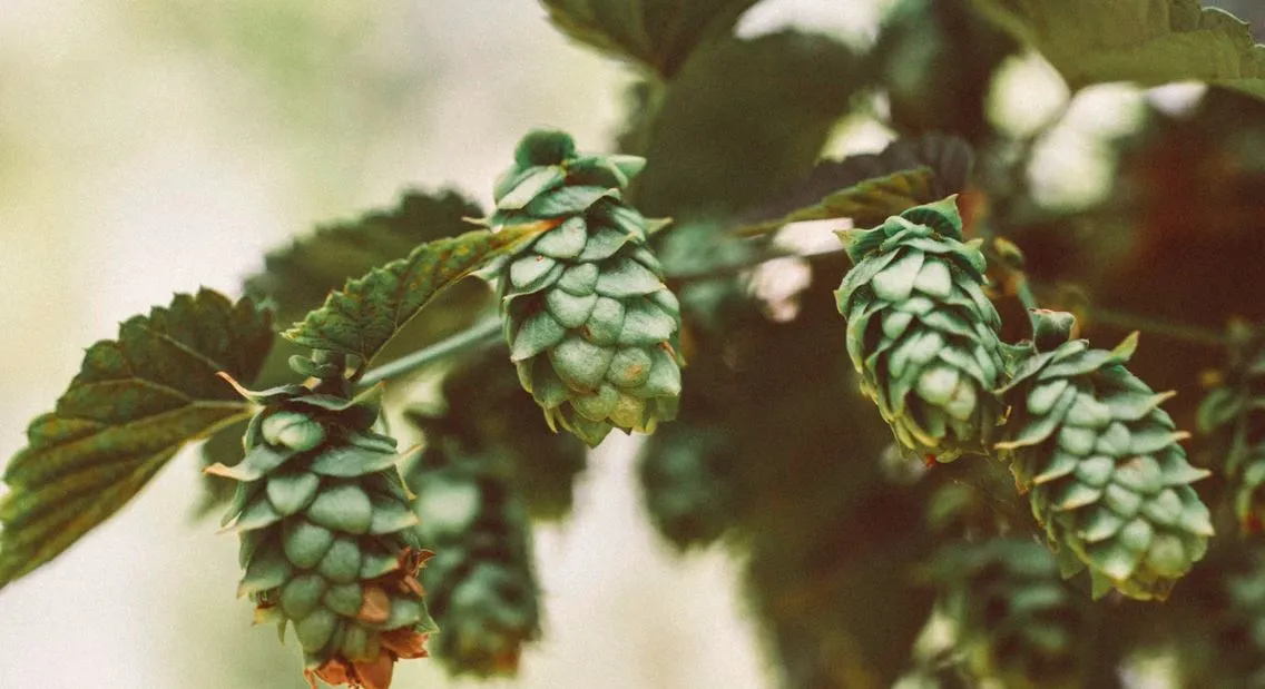 Houblon bière