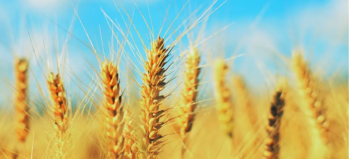 L'utilisation du malt dans la bière