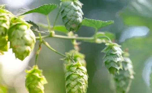 Qu'est ce que le Dry Hopping ?