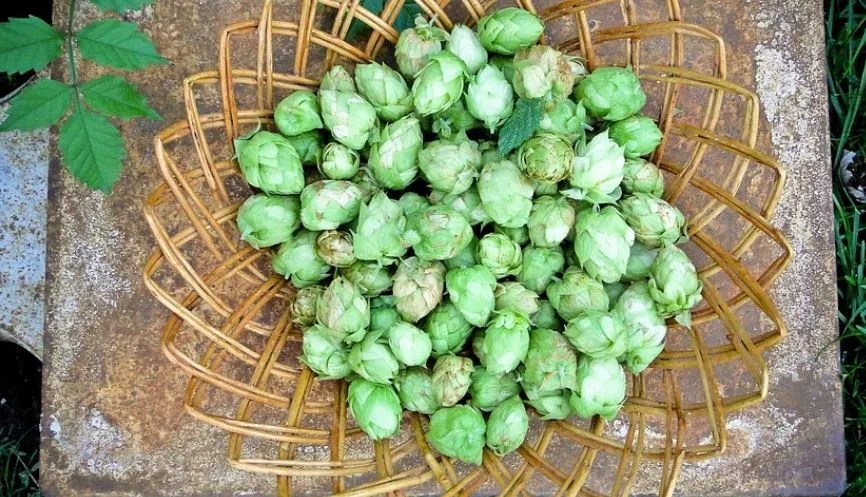 Blog de Saveur Bière