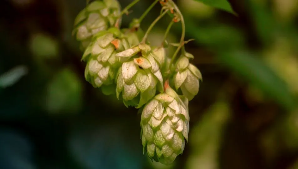 cone de houblon