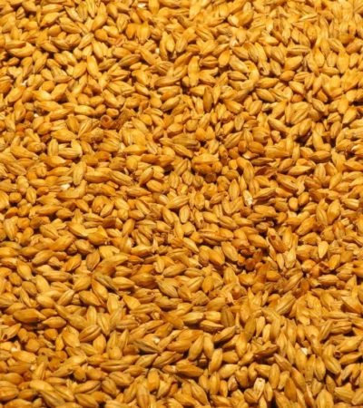 Brassage de la bière